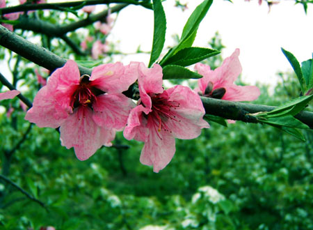 12生肖怎样斩断烂桃花?