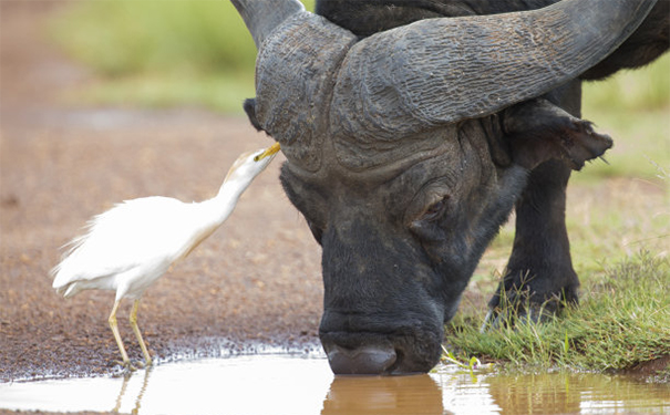 怎么请化太岁符,2021年属牛犯太岁的保平安之法